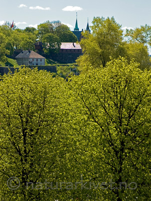 BB 05 0196 / Tilia cordata / Lind
